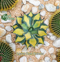 Agave Isthmensis Starter Pup - Rum Runner Variety - Indoor Plant for Succulents and Cacti Gardens - Low Maintenance