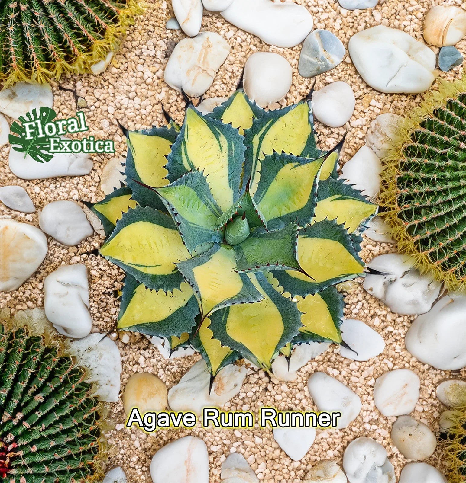 Agave Isthmensis Starter Pup - Rum Runner Variety - Indoor Plant for Succulents and Cacti Gardens - Low Maintenance