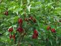 Cornelian Cherry Dogwood Tree 10 Seeds, Edible & Hardy, Showy Fruit, Cornus mas
