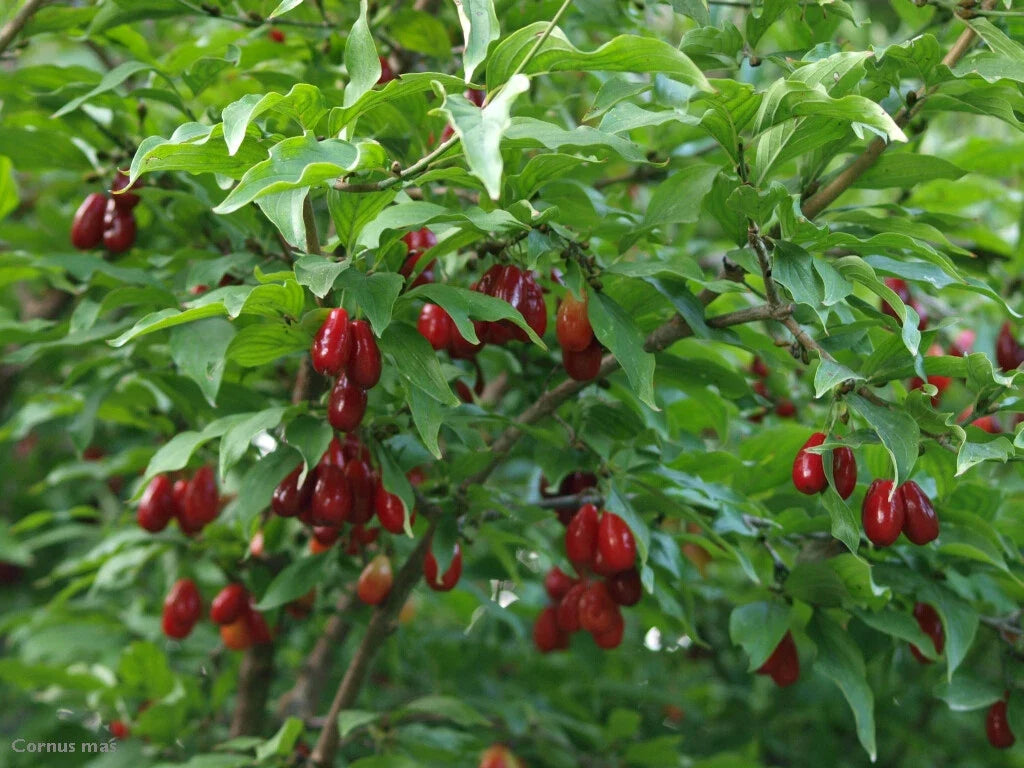 Cornelian Cherry Dogwood Tree 10 Seeds, Edible & Hardy, Showy Fruit, Cornus mas