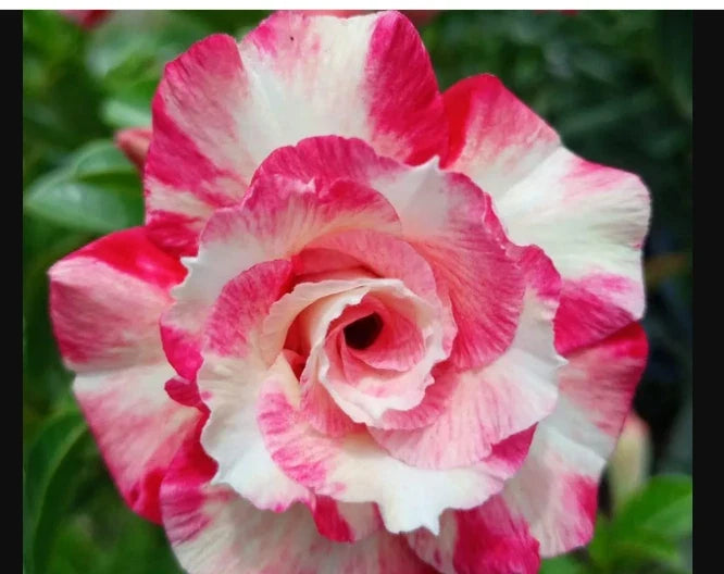 Desert Rose Plant - Small Rooted Seedling, Pink Variety, Adenium Obesum - 4-6 Inches Tall