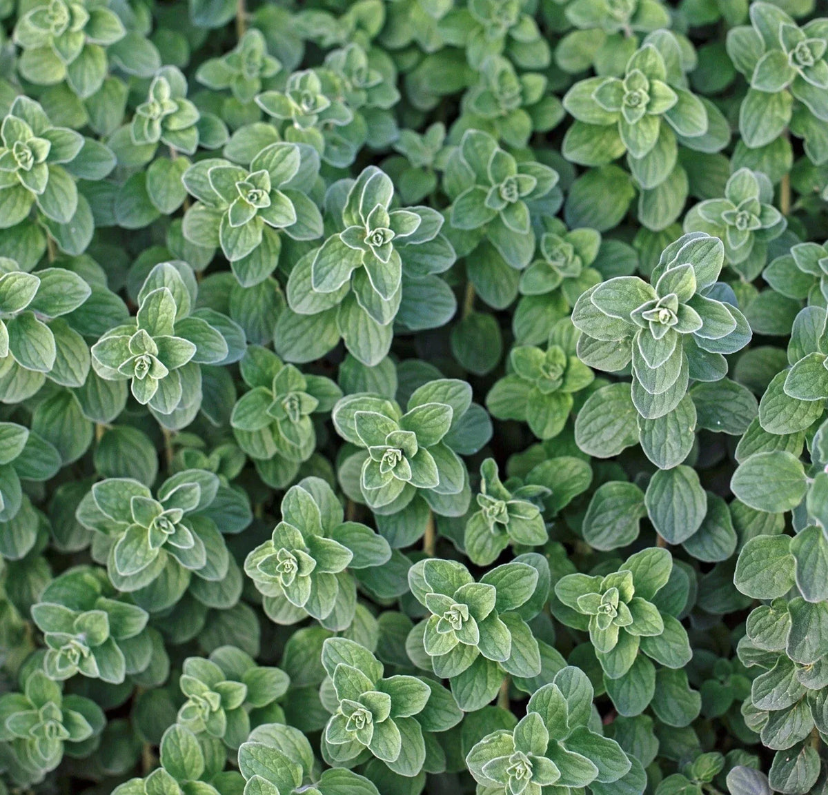 Greek Oregano Seeds 1000++ Count | Aromatic Herb, Attracts Butterflies - Origanum vulgare
