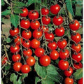 Small Cherry Tomato Seeds - 50+ Heirloom, Non-GMO, Organic, Rare - Perfect for Home Gardening