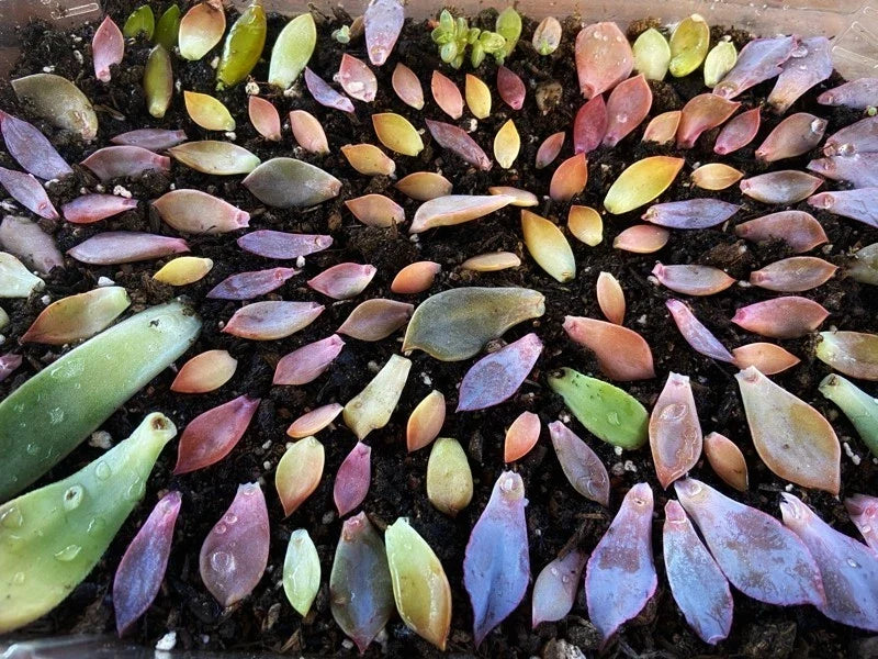 Assorted Succulent Leaves for Propagation - Variety Pack - Ideal for Planting - Free Shipping