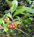 Red Chokeberry Seeds - 30 Count, Aronia arbutifolia, Native Fruit Plant, Edible Berries, Ornamental Shrub for Gardens