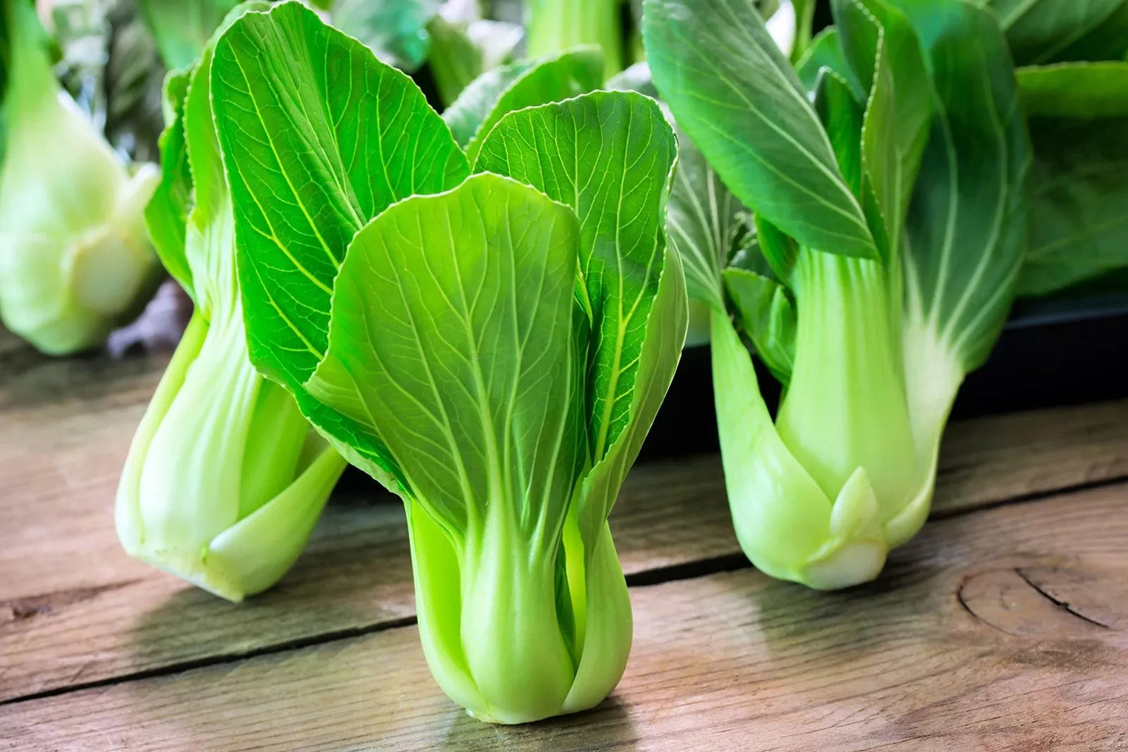 Bok Choy Seeds for Planting - Heirloom Non-GMO Chinese Cabbage (Pak Choi) - Vegetable Gardening