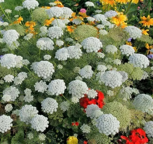 Bishop's Flower Seeds - 100 Pack - Exotic Garden Flowers - Delphinium ajacis - Made in USA