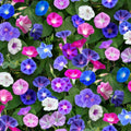 Morning Glory Seeds 200 pcs Non-GMO Flower Seeds for Home Garden Ipomoea purpurea