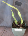 Rhipsalis paradoxa Cuttings - 2 Rooted Succulent Plants - Cactus Variety - Tropical Indoor Plant