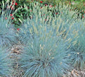 Blue Fescue Grass Seeds - Clumping Ornamental Variety - Drought Tolerant, Low Maintenance (Festuca glauca)