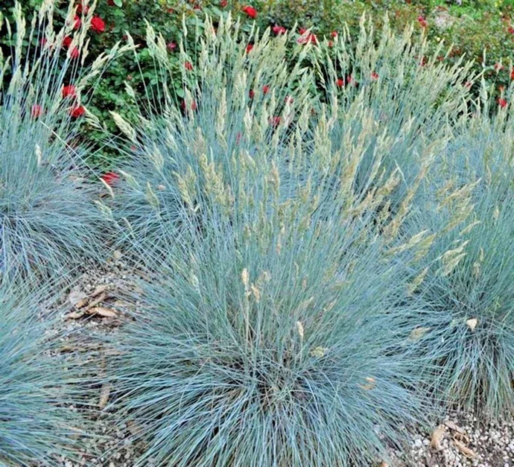 Blue Fescue Grass Seeds - Clumping Ornamental Variety - Drought Tolerant, Low Maintenance (Festuca glauca)