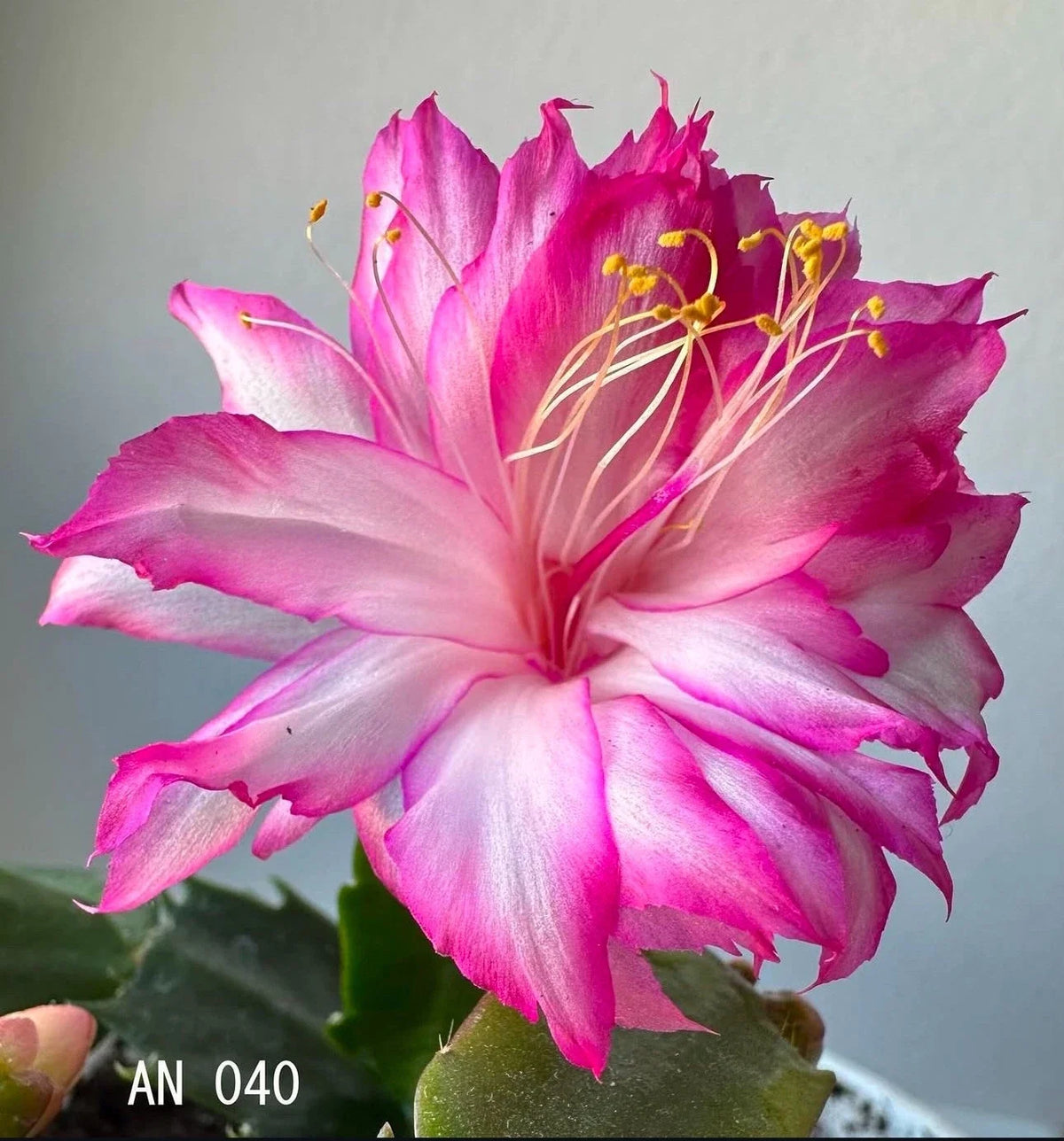 Schlumbergera Rooted Segments - Christmas Cactus Plant Cuttings - AN 040 - Indoor Houseplant