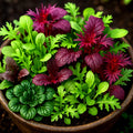 Asian Greens Mix Seeds - 1000+ Non-GMO Microgreens Baby Leaf - Perfect for Home Gardening - Free Shipping