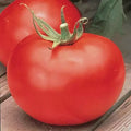 Big Boy Tomato Seeds (F1 Hybrid) | Non-GMO Heirloom Variety | Burpee | Free Shipping
