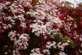 Pink Jasmine Starter Plant, Rooted Jasminum Polyanthum, Extremely Fragrant Flowering Vine