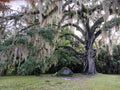 Live Oak Tree 6"-12" Evergreen Quercus Virginiana 4 Rooted TX Florida Plants