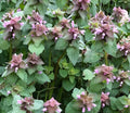 Live Purple Dead Nettle Plant 2+1 Free - Lamium purpureum Archangel - Organic Medicinal Herb