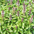 Thai Basil Seeds - 1,000 Count - Ocimum basilicum - Heirloom Culinary Herb Seeds for Gardening