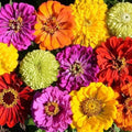 Zinnias Seeds - CONFETTI Mixed Colors - Heirloom for Bees & Butterflies - 200 Seeds - Pollinator Friendly
