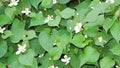 20 Live Bare Root Fish Mint Plants, Houttuynia Cordata, Asian Herb, Diếp Cá for Culinary Use