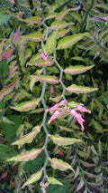 Fresh Cuttings DEVIL'S BACKBONE Slipper Flower Succulent - Ideal for Bonsai - Euphorbia tithymaloides