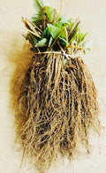 Everbearing Strawberry Bare Root Plants - Garden Outdoor Fruit, Select Packs - Fragaria × ananassa