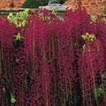 Red Black Dragon Wisteria Seeds - 5 Climbing Vine Seeds for Perennial Flowers - Wisteria floribunda