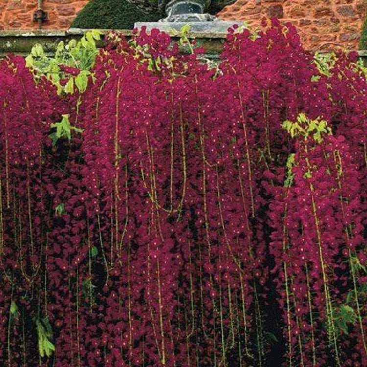 Red Black Dragon Wisteria Seeds - 5 Climbing Vine Seeds for Perennial Flowers - Wisteria floribunda
