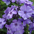 Phlox Seeds | 100 Count Beauty Blue | Non-GMO | Garden Flower Seeds | Phlox divaricata