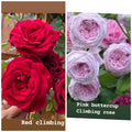 Rose Unrooted Cuttings Mix - 4 Fresh Cuttings 5-8" Long - Ideal for Planting - Rosa spp.