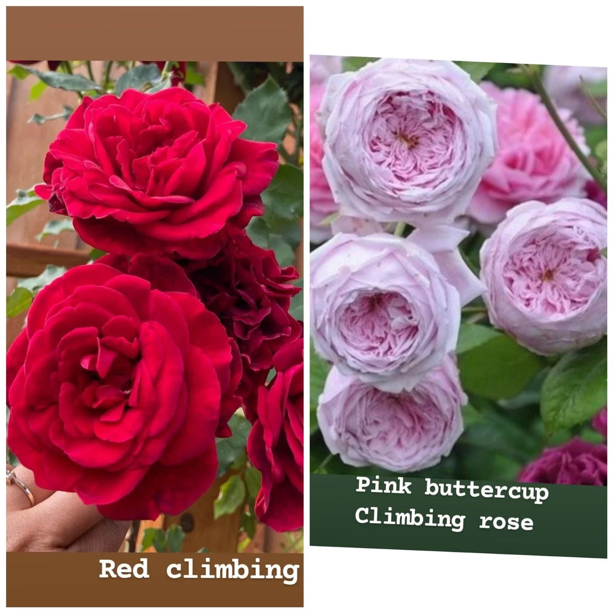 Rose Unrooted Cuttings Mix - 4 Fresh Cuttings 5-8" Long - Ideal for Planting - Rosa spp.