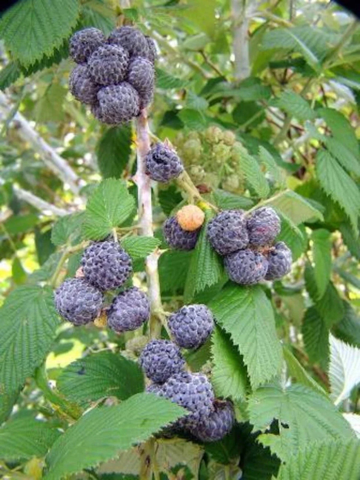 Black Raspberry Plant Starter 10-Pack, Mysore Rubus Niveus, Bare Root, USDA Zones 9-11, Fruit Production, Edible