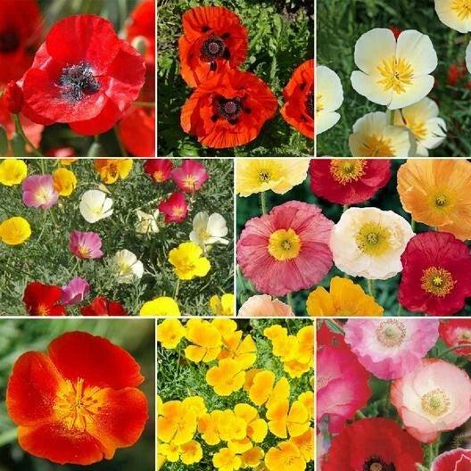 Poppy Seeds Mix - 2000 Non-GMO Perennial Oriental Poppies - Papaver USA