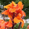 Orange Canna Lily Plant - 3 Gallon Size - Tropical Flowering Perennial - Canna indica