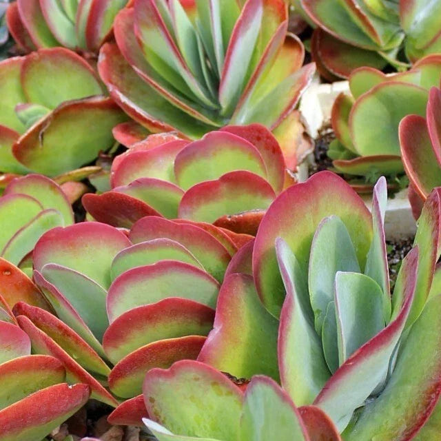 Kalanchoe Blushing Heart Live Plant - 2.5" Pot - Indoor Succulent Cactus - Ideal Houseplant and Decorative Greenery