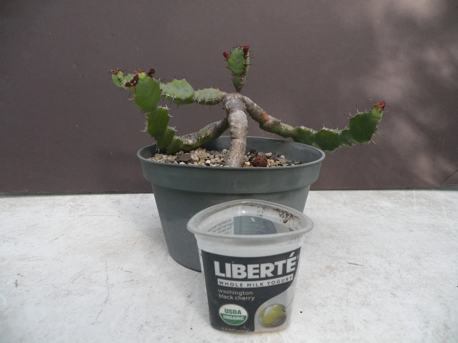 Euphorbia opuntioides Plant - 12-Year-Old Cutting - Unique Succulent Variety for Home Garden Decor