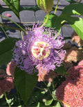 Live Potted Maypop Vine – Rare Exotic Passionflower – Passiflora incarnata