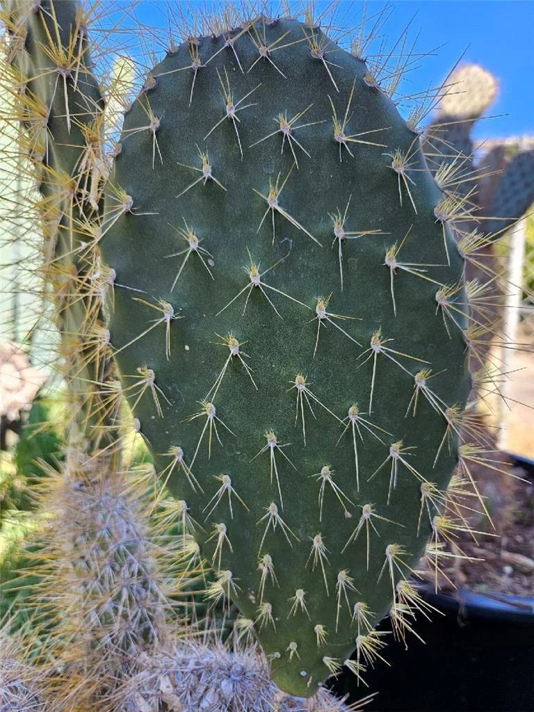Opuntia megasperma var. mesophytica Pad Cutting - Galapagos Cactus, Succulent Plant Cutting for Propagation