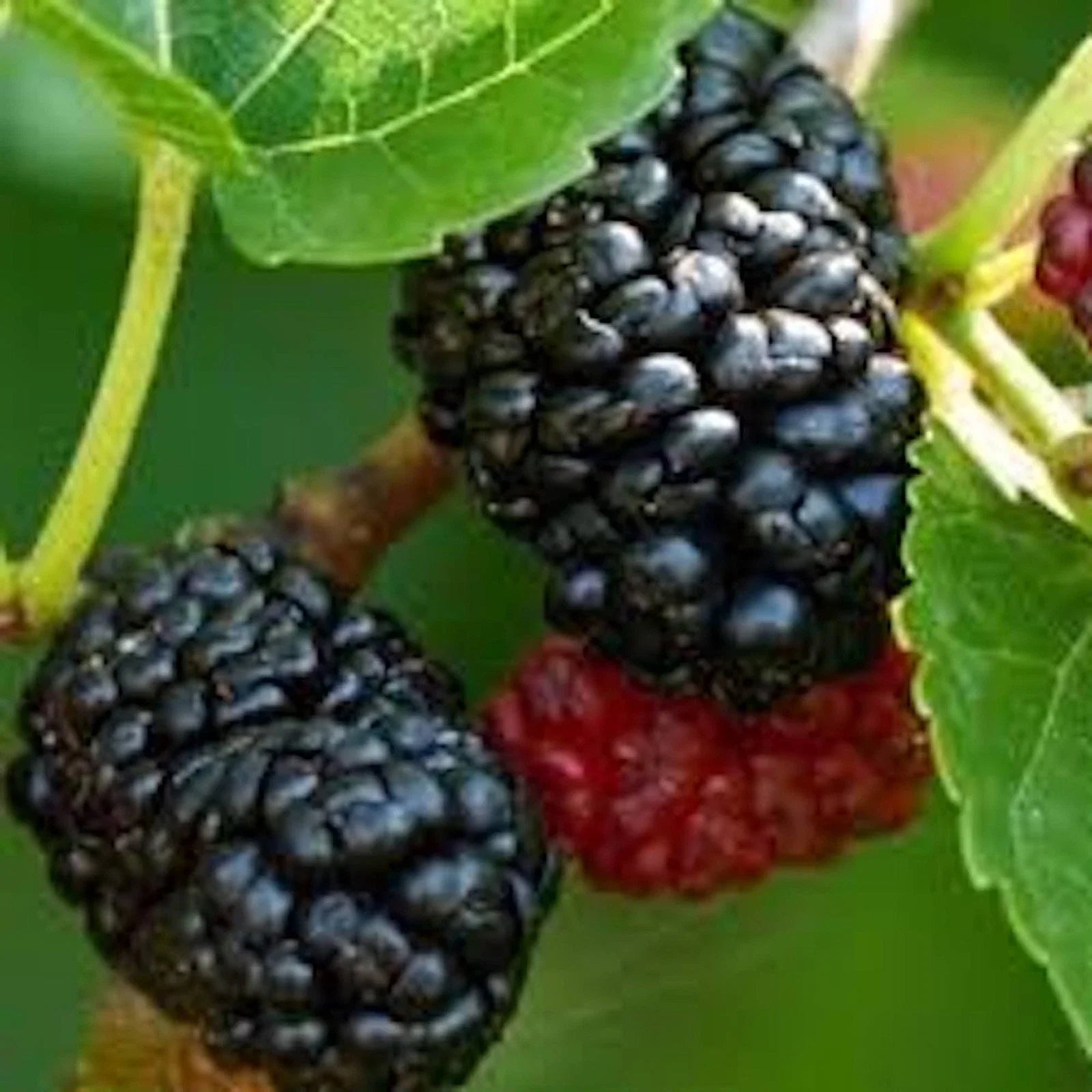 Dwarf Mulberry Tree - Bare Root Everbearing Variety - Morus Sp - Fruiting Plant for Home Garden