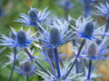 Blue Thistle Seeds - 25 Count - Rare Swiss Alps Thistle (Eryngium) - Perfect for Gardens and Pollinator Attracting