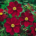 Cosmos Seeds - 50 Non-GMO Versailles Tetra Red Flower Seeds for Pollinators & Butterflies (Cosmos bipinnatus)