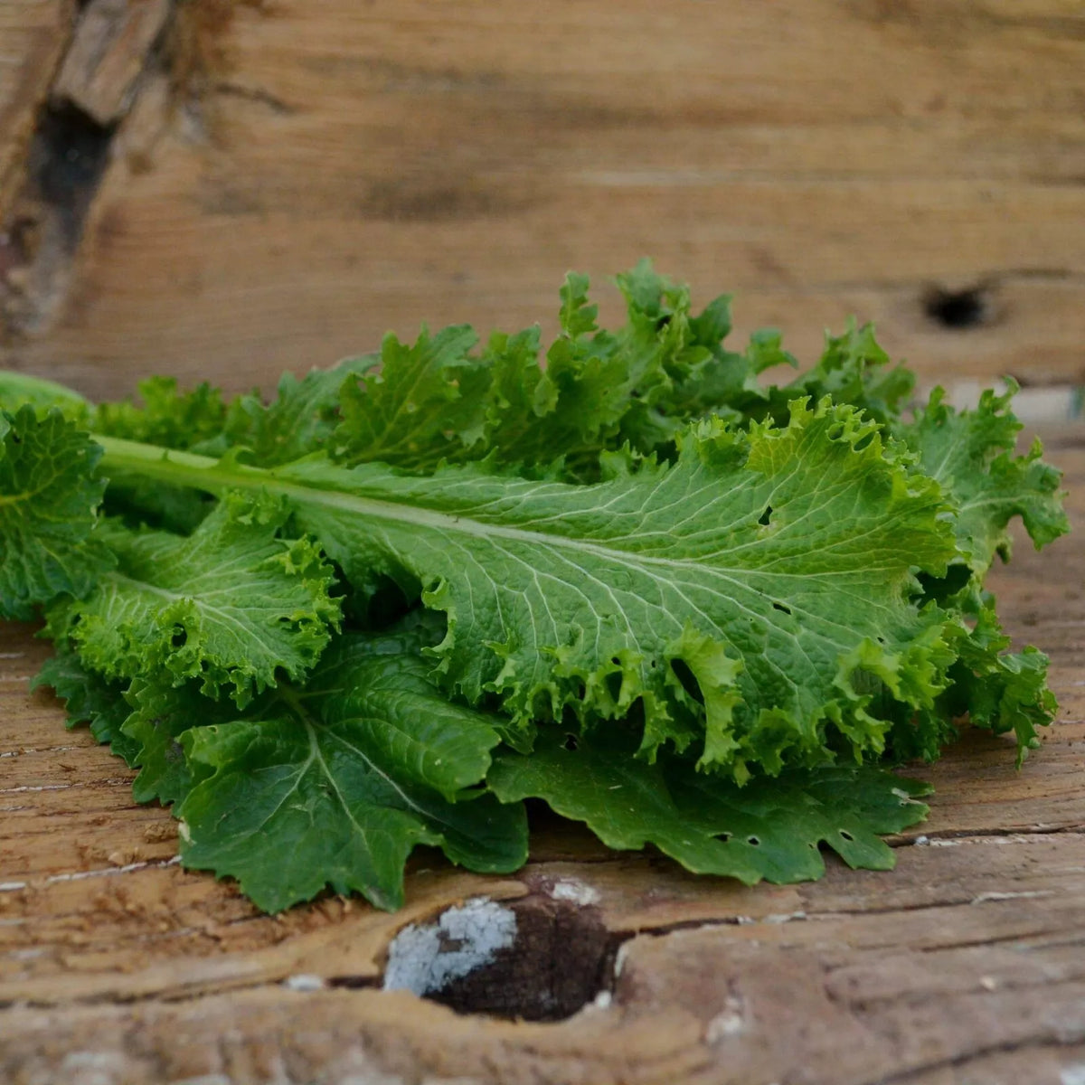 Giant Curled Mustard Seeds - 300+ Count | Brassica | Fresh USA Grown Garden Seeds