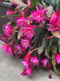 Pink Epiphyllum Orchid Cactus Cuttings (2) 6"-10" Succulent Plant - Epiphyllum oxypetalum
