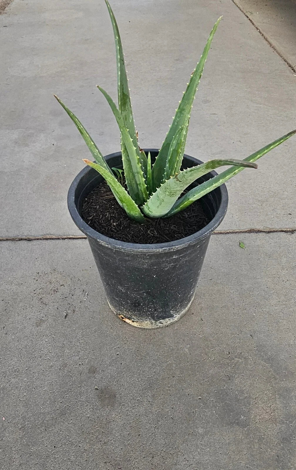 Aloe Vera Plant 5 Gallon Bare Root Very Healthy Live Plant (Aloe barbadensis miller)
