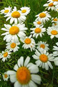 German Chamomile Seeds, Heirloom NON-GMO, 500 Count, Matricaria chamomilla