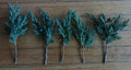 Pre Bonsai Juniper Cuttings 6-8 inch Green Mound Juniper (Juniperus procumbens) - 5 Pack