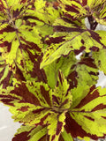 Coleus Splish Splash Live Starter Plant | Vibrant Ornamental Foliage | Coleus blumei