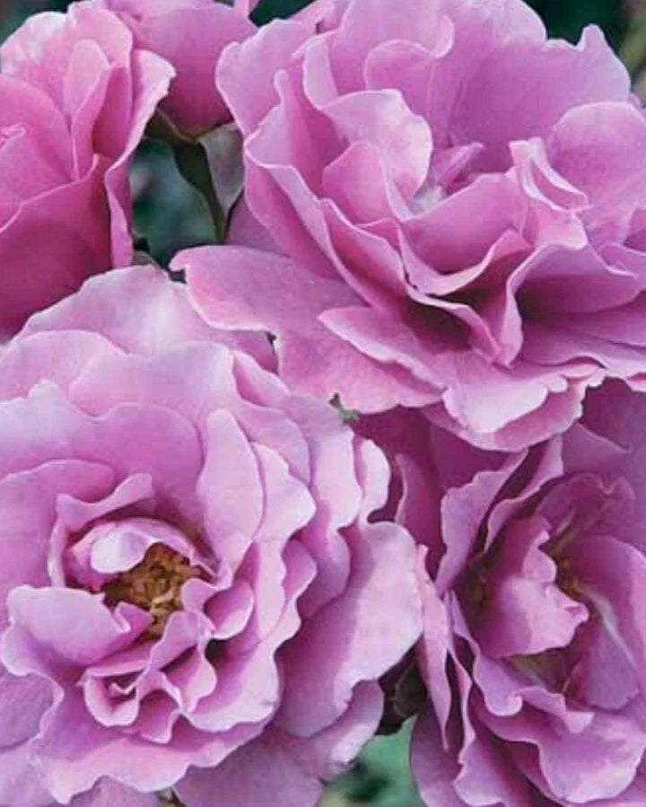Angel Face Rose Cuttings - 5 Unrooted Stem Cuttings - Hybrid Tea Rose (Rosa 'Angel Face')