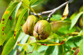 Shellbark Hickory Tree 1 Seed, King Nut Variety, Carya Laciniosa, Hardy Nut Tree for Planting