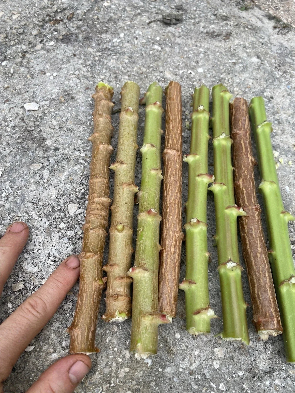 Yuca Cassava Live Cuttings 5-8” Organic Manihot Esculenta Stem - 5 Pack, Florida Grown